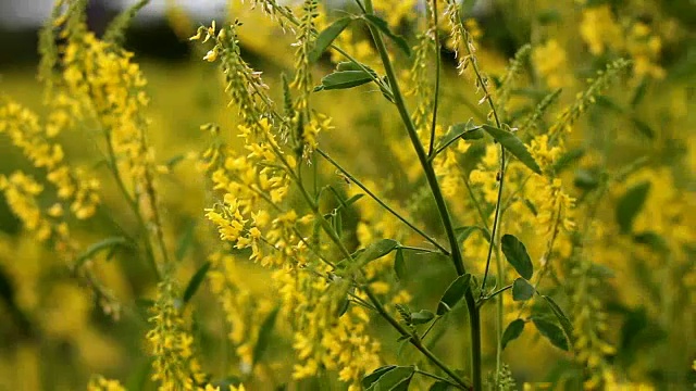 夏天绿色植物的细节视频素材