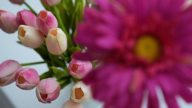 郁金香和非洲菊花的特写视频素材