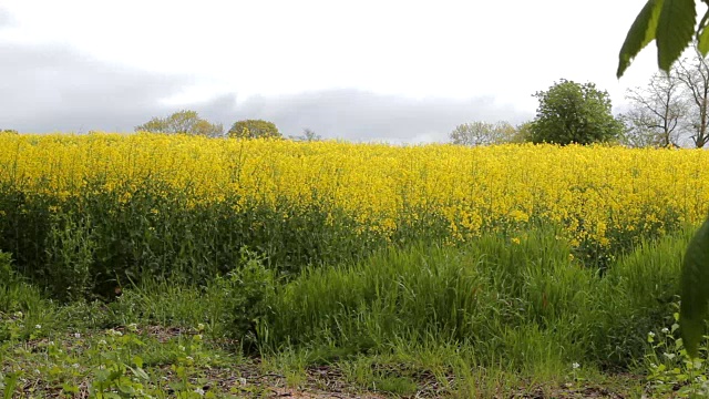 田野里的黄色油菜花视频素材