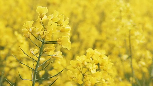 近距离观看盛开的黄色油菜花视频素材