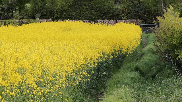 田野里的黄色油菜花视频素材