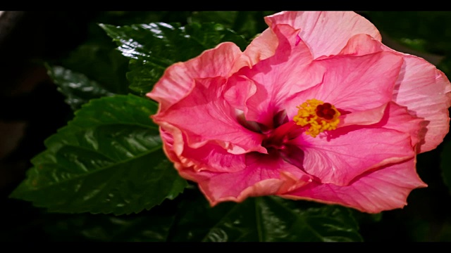 芙蓉花在时间流逝中绽放视频素材