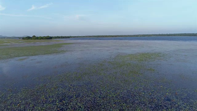 湿地视频素材