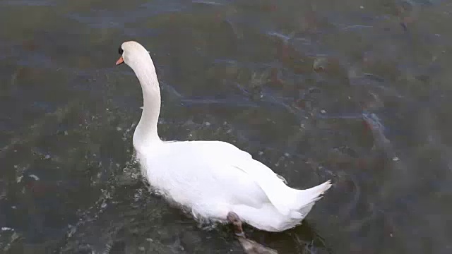 白天鹅游在满是鱼的湖里。视频素材