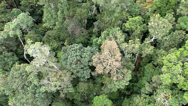 一架无人机在马来西亚南部森林上空拍摄视频素材