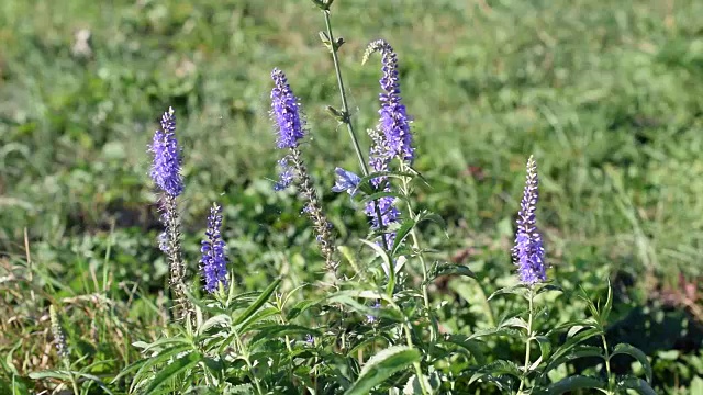 夏天的鼠尾草花和蜘蛛网视频素材