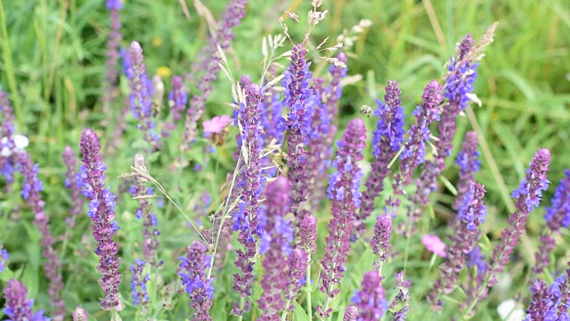 草地上的鼠尾草花和蜜蜂视频素材