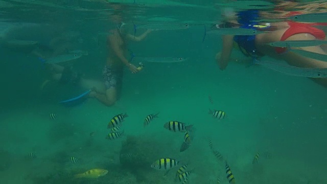 斐济蓝礁湖的海洋生物视频素材