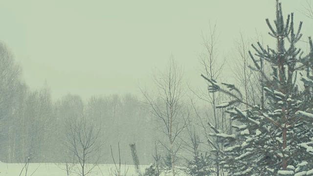 森林,冬天降雪。视频素材