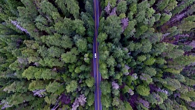 从上到下移动鸟瞰图的道路通过森林与一辆汽车驾驶视频素材