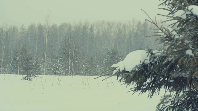 森林,冬天降雪。视频素材