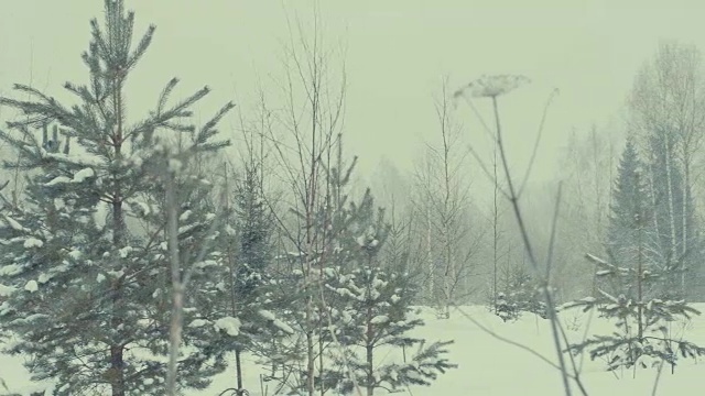 森林,冬天降雪。视频素材