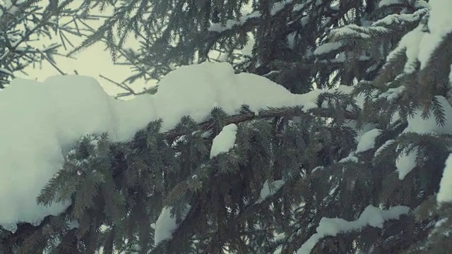 38、杉树在雪中，雪花纷纷扬扬。视频素材