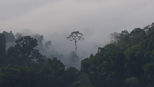 热带雨林与迷雾森林雾景观的镜头视频素材