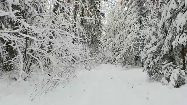 冬天在白雪覆盖的森林里视频素材