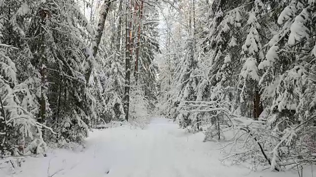 冬天的雪林视频素材