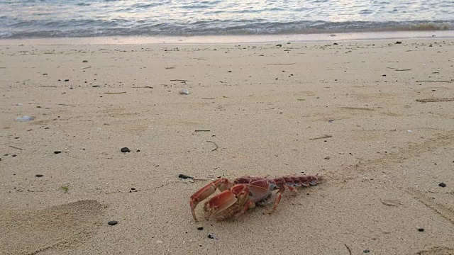 小龙虾从海里出来，在沙滩上行走视频素材