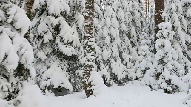 在白雪覆盖的树林中行走视频素材