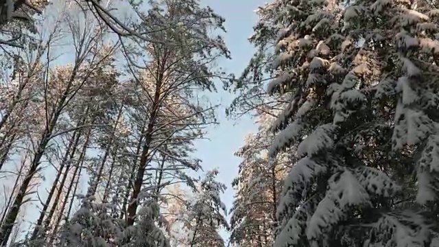 白雪覆盖的树梢视频素材