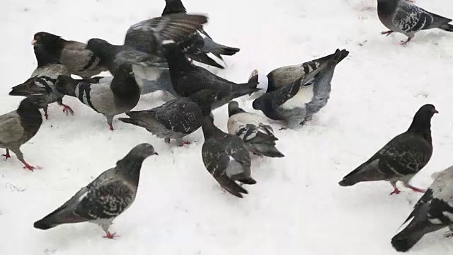 野鸽在雪地上的大自然视频素材