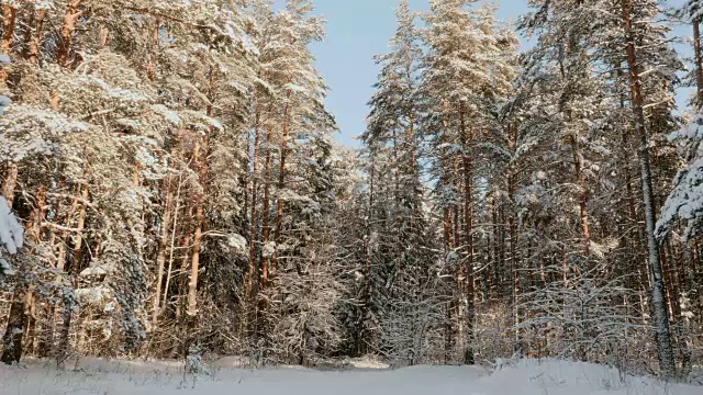 一个阳光明媚的早晨，在白雪覆盖的森林里视频素材