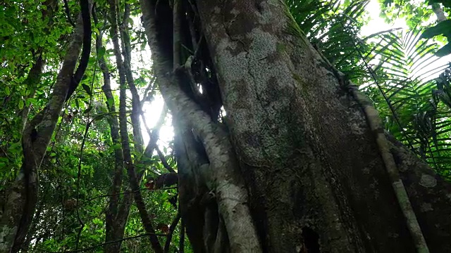 一个无花果树干的潘视频视频素材