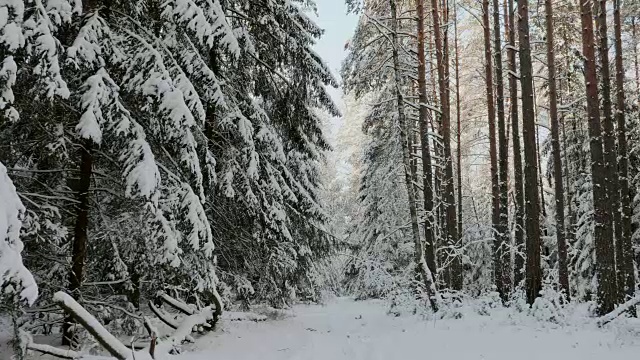 森林里的下雪天视频素材