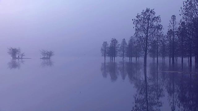 洪水过后用水淘洗带干叶子的树木。视频素材