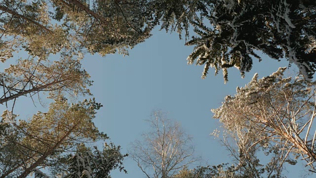 白雪覆盖的树梢视频素材