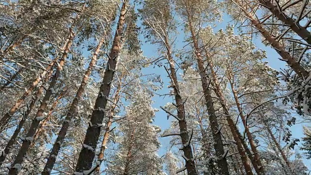 蓝天和白雪覆盖的树梢视频素材