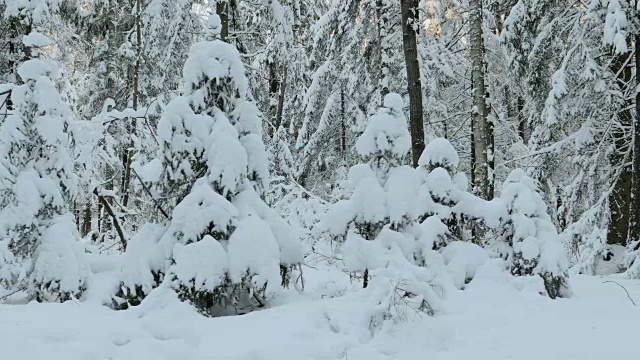 树上有很多雪视频素材