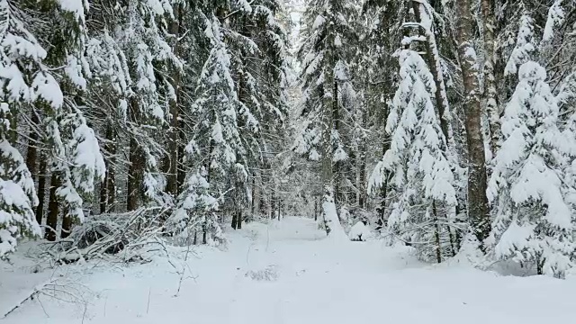 冬天森林里的雪道视频素材