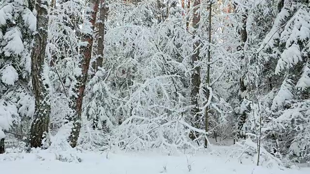 冬天的森林里下雪了视频素材