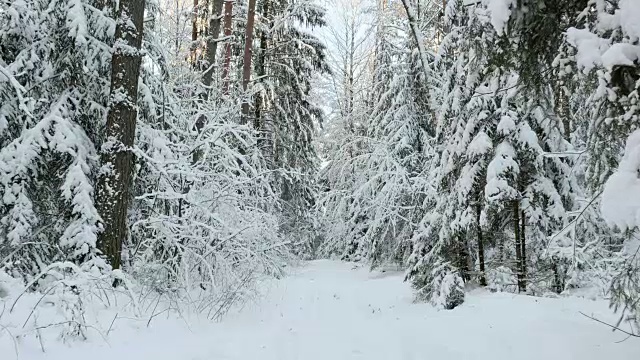 树下的雪在森林里视频素材