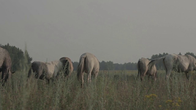 一群马在牧场吃草视频素材