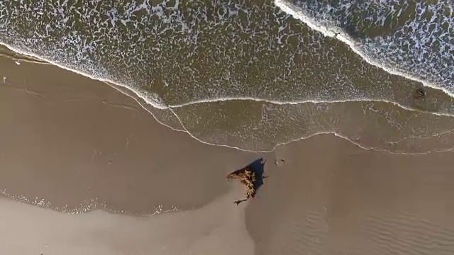 海面上的一群鸟视频素材