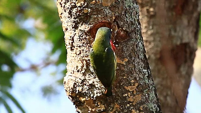 鸟铜匠Barbet(Megalaima haemacephala)钻树筑巢视频素材