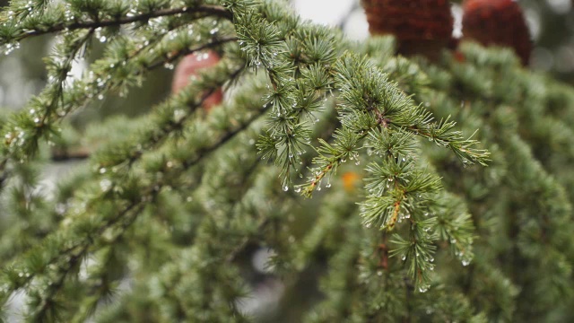 雨滴落在冷杉针叶上视频素材