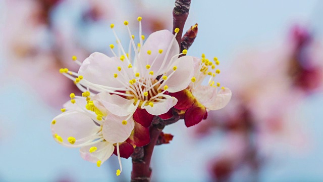 杏花的生长时间视频素材