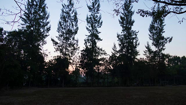 日出在薄雾池塘湖，夏天的风景黎明。几棵树，松树，长在田野里视频素材