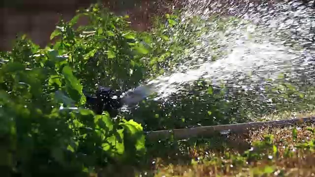 自动草坪洒在花园绿色草地在慢动作视频素材