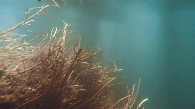 水下场景流与漩涡和移动的植物表面视频素材