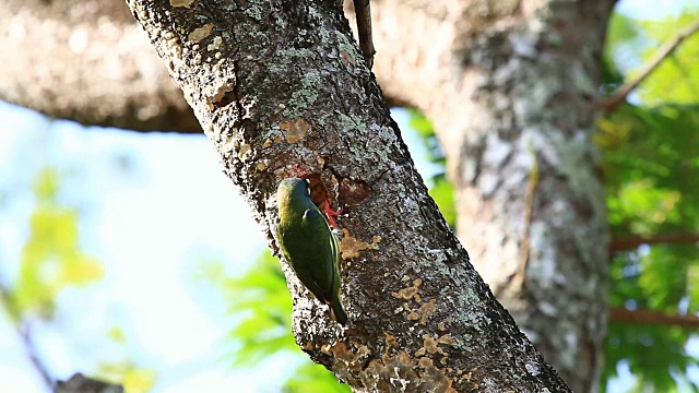 鸟铜匠Barbet(Megalaima haemacephala)钻树筑巢视频素材