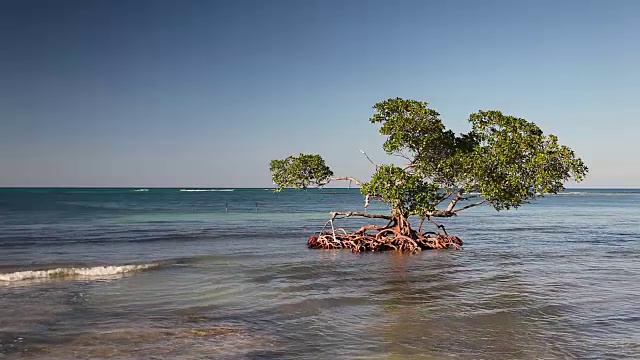 加勒比海海岸的红树林视频素材