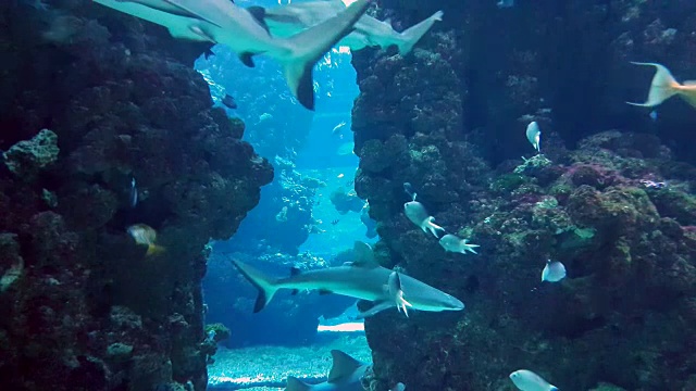 鲨鱼在水族馆视频素材