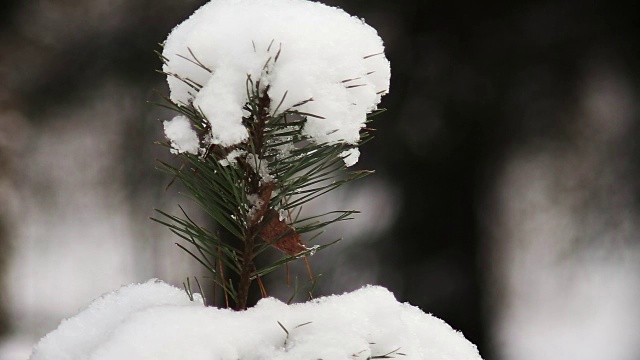 圣诞树的树枝上撒满了雪视频素材