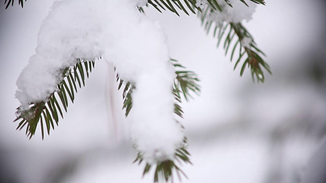 圣诞树的树枝上撒满了雪视频素材