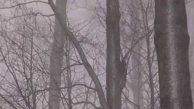 冬天森林里有风的暴风雪视频素材