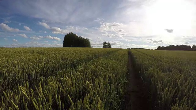 年轻的麦田在夏日的风里，时光流逝视频素材