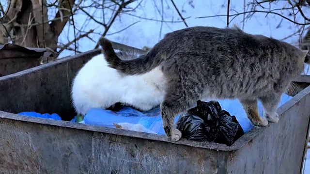 大城市垃圾桶上的流浪猫。视频素材